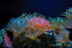 Florida Aquarium Anemone