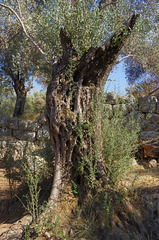 very old olive tree