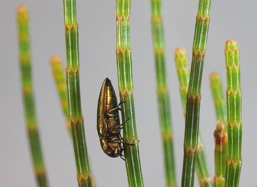 Stanwatkinsius uniformis, PL2431