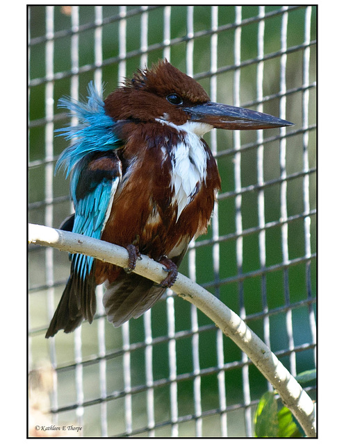 Blue Breasted Kingfisher with Ruffled Feathers