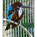 Blue Breasted Kingfisher with Ruffled Feathers