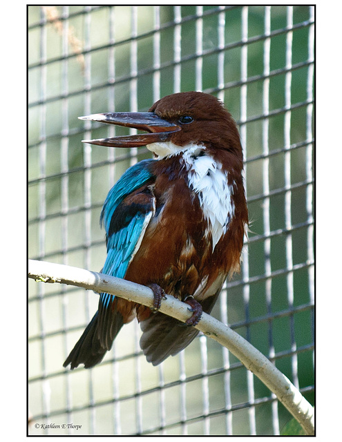 Blue Breasted Kingfisher Profile