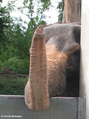 Elefantendame Vilja (Wilhelma)