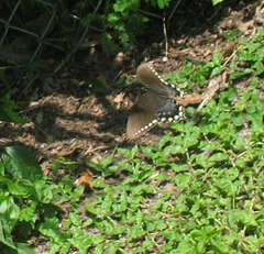 Spicebush swallowtail butterfly