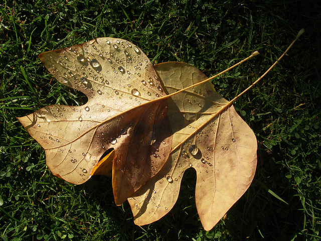 Autumn Leaves