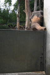 Elefantendame Vilja (Wilhelma)