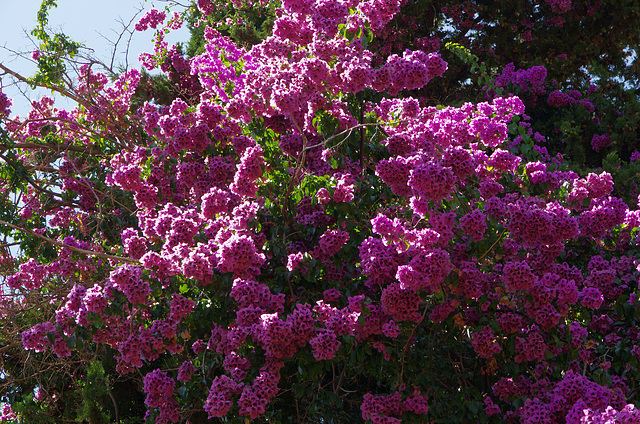 big bougainvillea