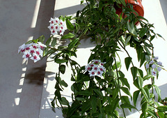 Hoya lanceolata - bella (3) Hoya lanceolata - bella (3)