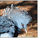 Victoria Crowned Pigeon head shot