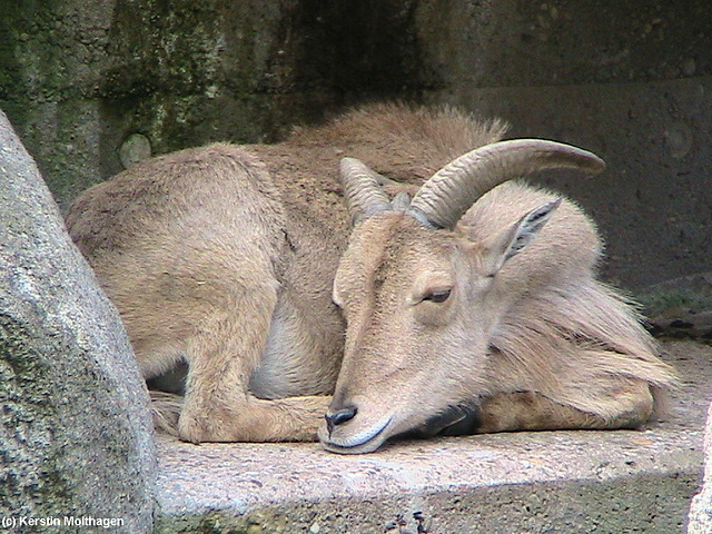 Mähnenschaf (Wilhelma)