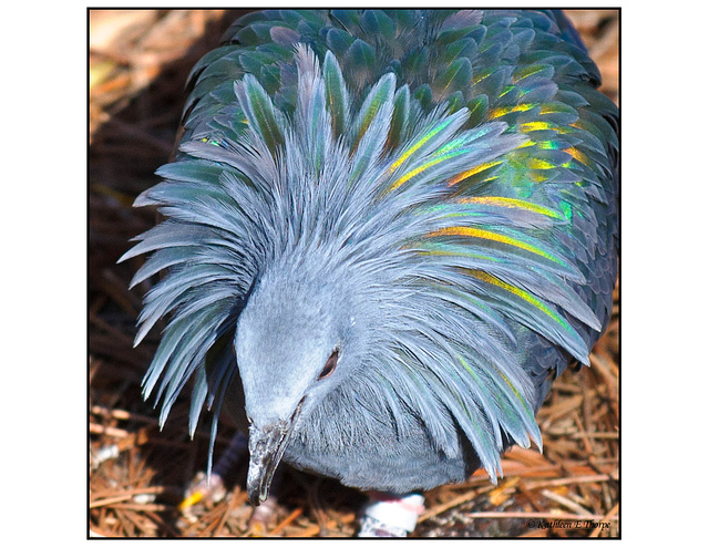 Nicobar Pigeon head shot