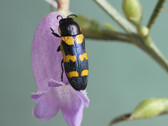 Castiarina cf. browningi, PL2371