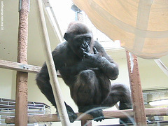 Gorillajunge N'Dowe