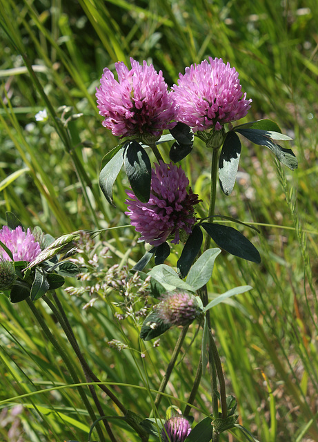 Trifolium pratense