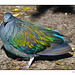 Nicobar Pigeon