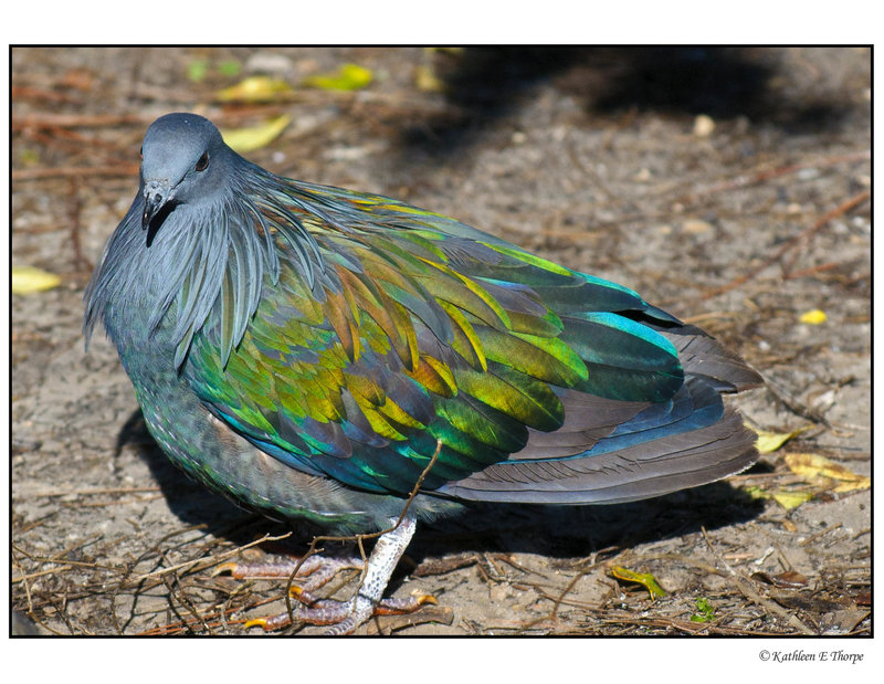 Nicobar Pigeon