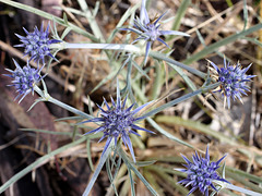 Eryngium ovinum (Blue Devil)