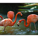 Flamingo Fraternity