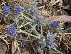 Eryngium ovinum (Blue Devil)