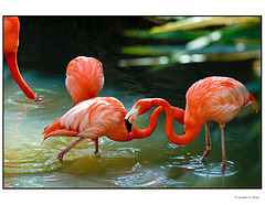Flamingo Fraternity