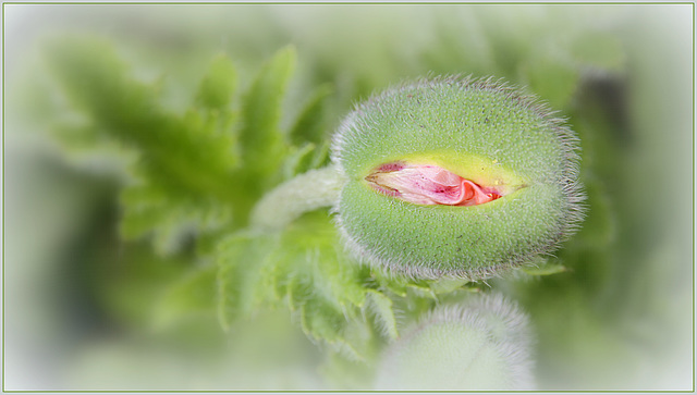 Chiffonnée