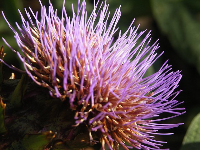 A late cardoon