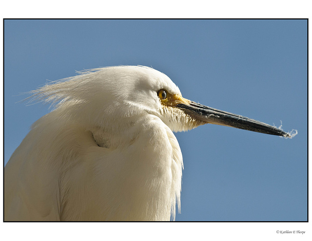 White Heron