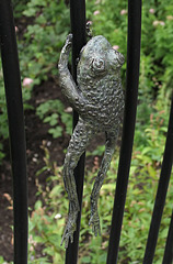 Frog in bronze