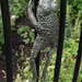 Frog in bronze