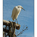 White Heron on Perch