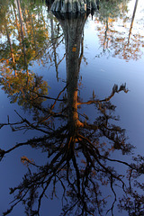 Reflection, bald cypress