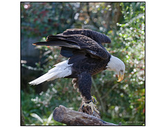 Bald Eagle on Perch.jpg