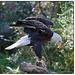 Bald Eagle on Perch.jpg