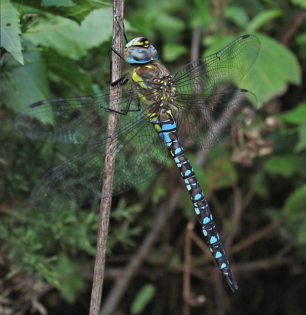 Migrant Hawker