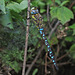 Migrant Hawker