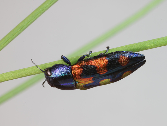 Melobasis gratiosissima speciosa, PL2348