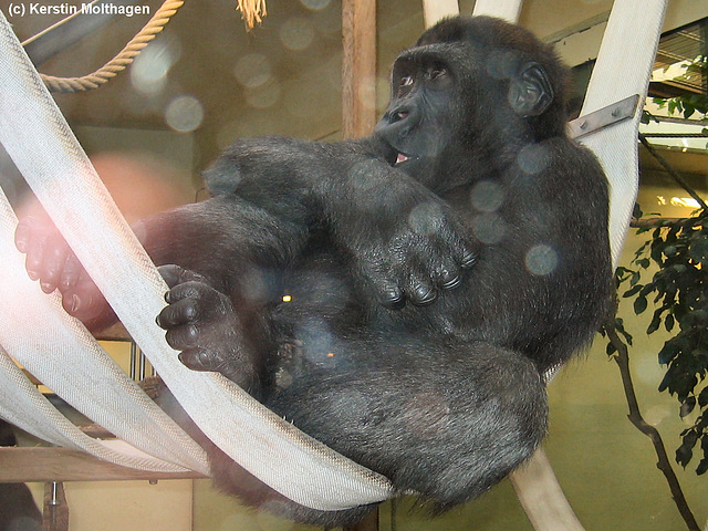 Gorillakind (Wilhelma)