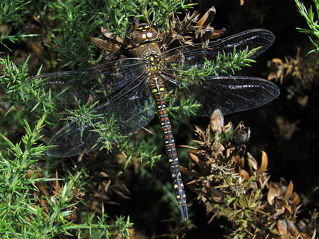 Migrant Hawker