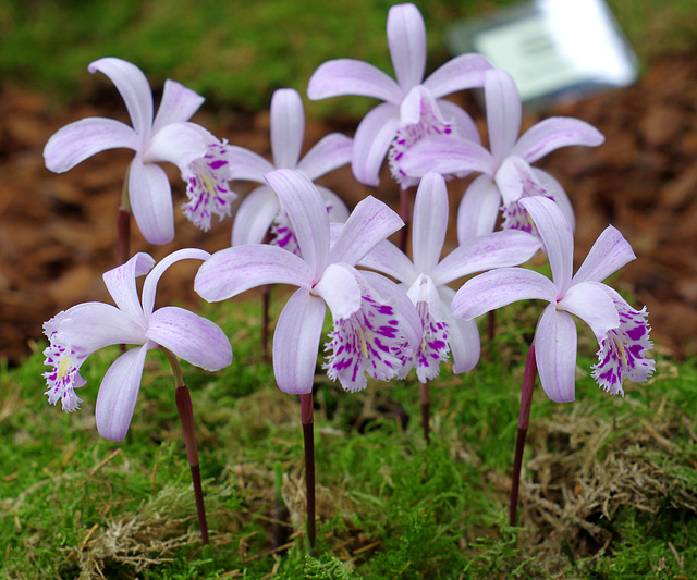 P. yunnanensis