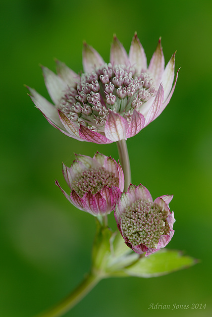 Astrantia major