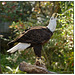 Bald Eagle on Perch 2