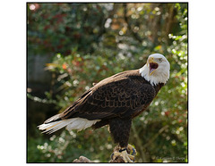 Bald Eagle on Perch 3