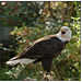 Bald Eagle on Perch 3