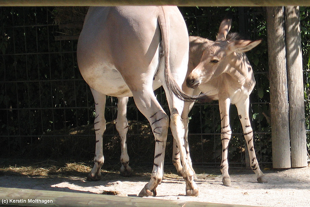 Somaliwildesel-Fohlen (Wilhelma)