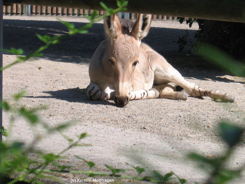 Somaliwildesel-Fohlen (Wilhelma)