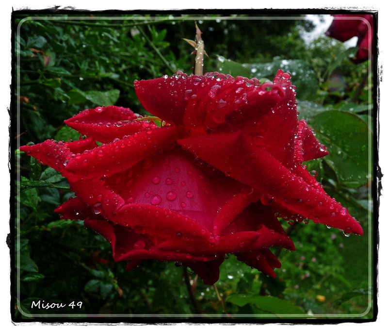 MON JARDIN