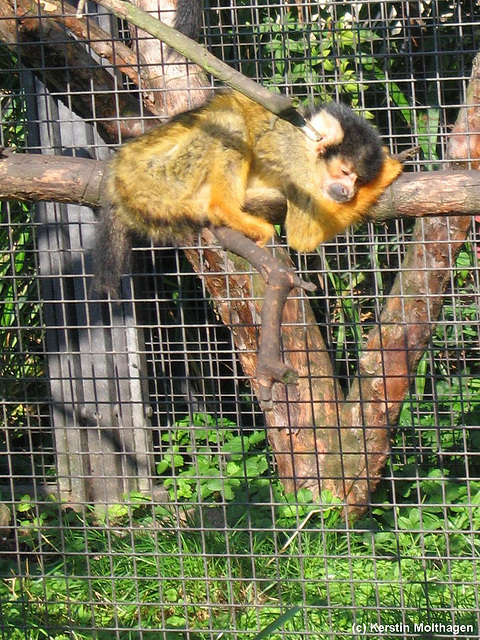 Totenkopfäffchen beim Sonnenbad (Wilhelma)