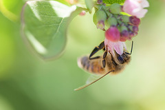 Bee in Snowberry Flower