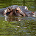 Hippo at Werribee Zoo