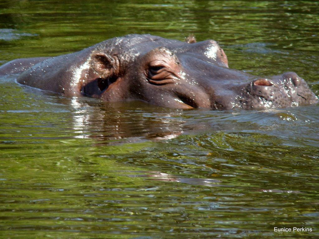 Hippo at Werribee Zoo